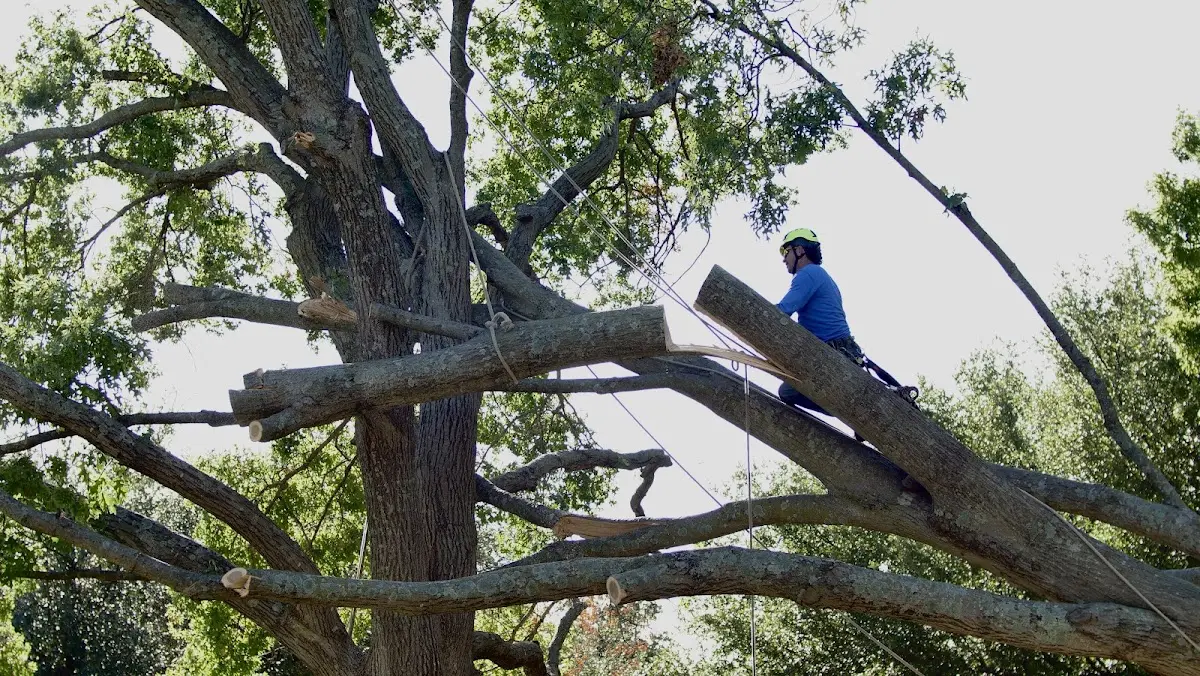 Professional Crown Thinning performed by certified arborists in Norlina