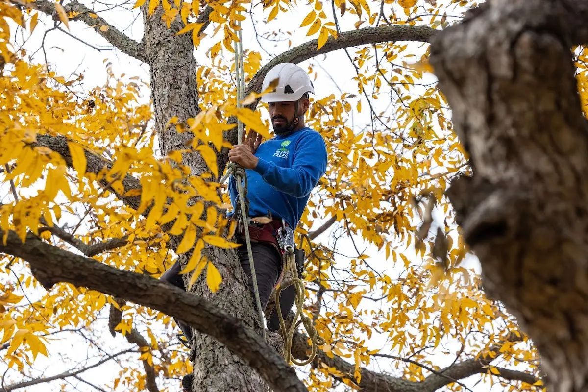 Skilled Tree Trimming crew working in Norlina